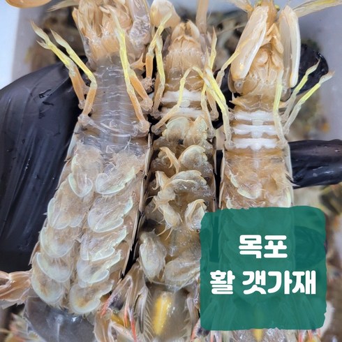 활 갯가재 딱새 털치 쏙 목포 당일조업 생물 산지직송, 1개, 1kg(20~25미 내외)