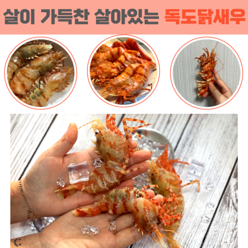 닭새우 - 당일조업 산지직송 자연산 활 독도새우 꽃새우 닭새우 300g 500g 1kg, 활 독도닭새우 500g(30미 내외)., 1개