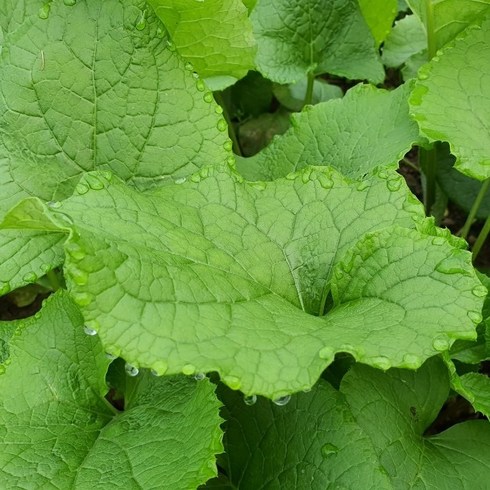 지리산별마루 국내산 우엉잎 1kg 쌈우엉 우엉잎찌기 우엉 효능, 1개