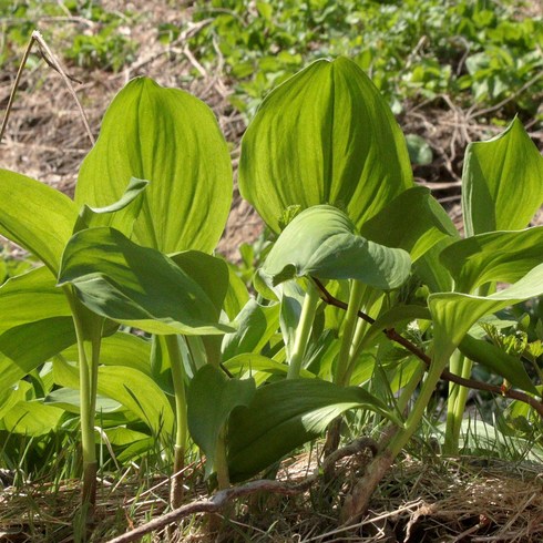 울릉도 명이나물 생채 자연산, 명이나물 생채 자연산 1kg, 명이나물 생채 자연산 1kg