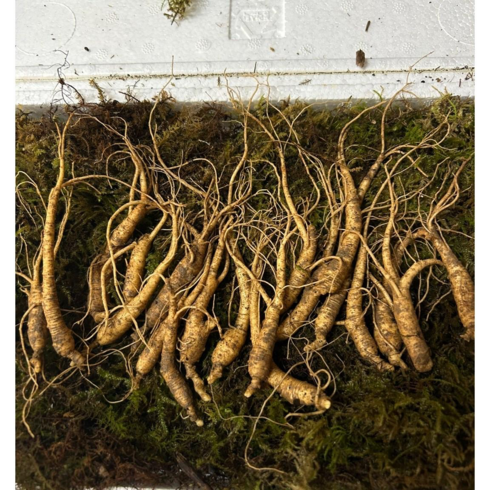 강원도 횡성 5~6년근 산양산삼 100%환불 보장 장뇌삼 산삼 산양삼, 1개, 30g