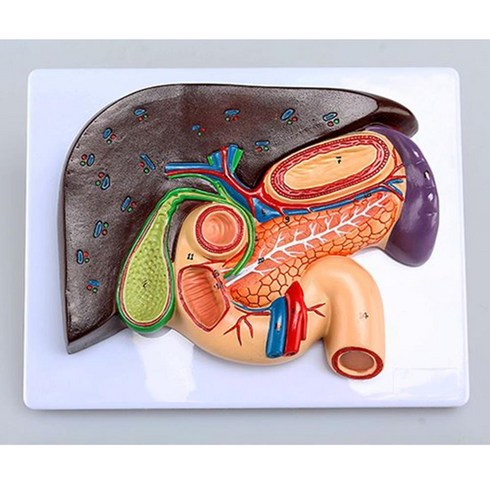 간 쓸개 모형 인체 내장 연구 관찰 의학 골격 과학 실습 교구 원리 창의
