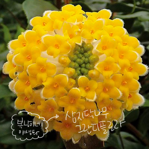삼지닥나무 특대품 [1포트] (복남이네 야생화 모종 edgeworthia 그란디플로라), 1개