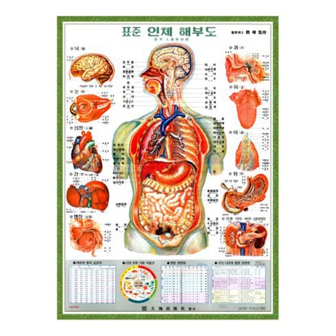 인체해부도 - [대해] 한글 인체 내부기관차트(천타입) - 인체해부도, L사이즈 110cm x 153cm, 1개