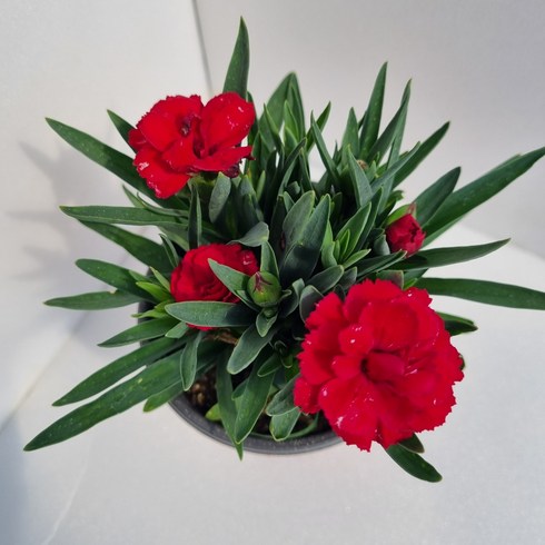카네이션화분 - 인기만점 향카네이션 다홍꽃 레드 퍼플 봄꽃 야생화 노지월동 식물 그래꽃이다, 1개, 향카네이션(빨강)