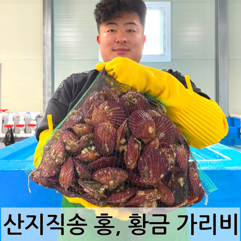 남해안 청정해역 통영 당일조업 산지직송 생물 명품 홍가리비 비단가리비, 비단가리비 2kg, 1개