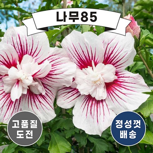 삼색무궁화 - (나무85) 겹꽃 쉬폰무궁화 4종 시리즈 (2리터 포트), 겹꽃무궁화 (라벤더쉬폰) 2리터 포트, 1개