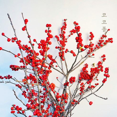 2023년 가성비 최고 낙상홍 - [코코 플라워] 낙산홍 낙상홍 생화택배 꽃배달싼곳 한단, 1개