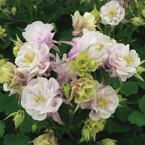 [초화류]매발톱꽃(더블)-로즈화이트, 1개