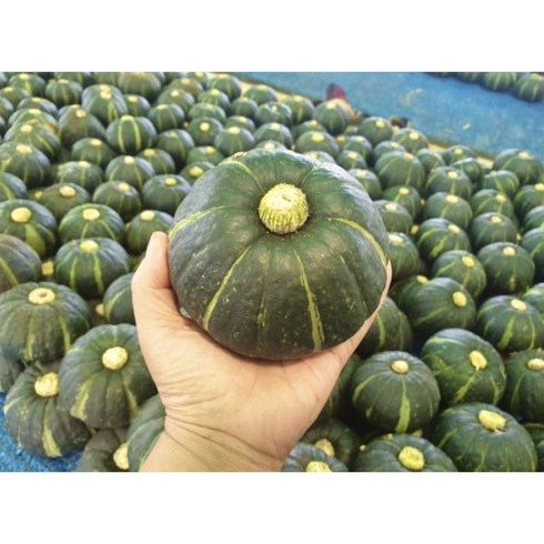 프리한 해남 미니 보우짱 밤호박 2kg 4kg, 1개