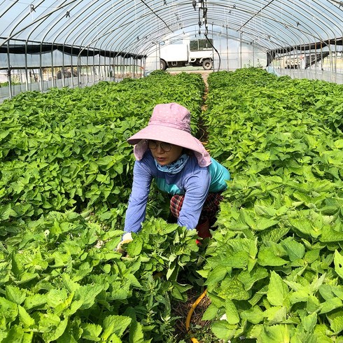 엄마 농부 방아잎 산지직송, 1박스, 1kg