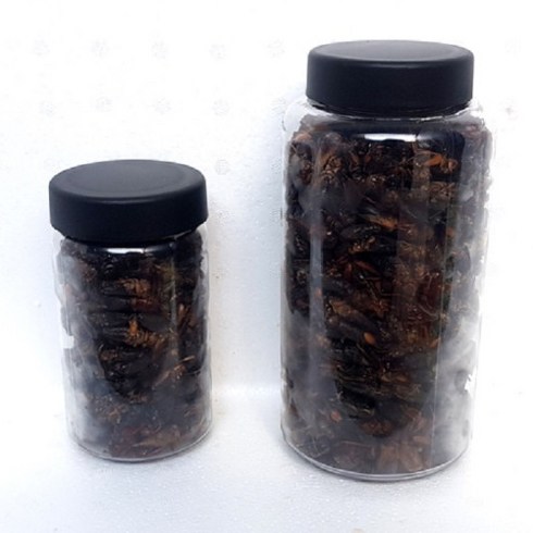 냉동귀뚜라미 800ml 대형어 거북이 고단백 특별식 냉동먹이 생먹이 날개있는 성체사이즈, 1개