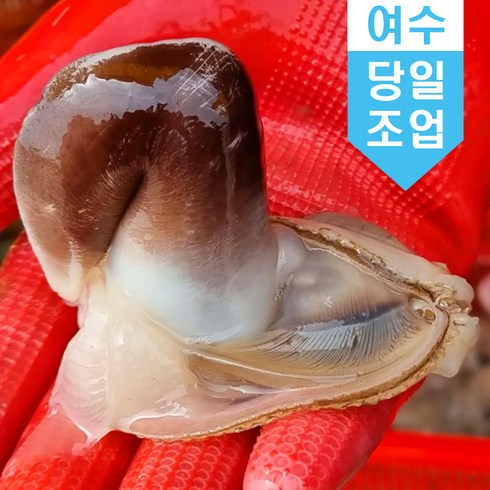 [산지직송]국내산 여수 새조개 특대 500g 손질 제철조개 당일조업 샤브샤브 횟감, 500g_특대, 1개