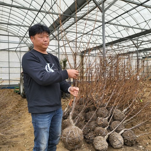 앵두나무 - 앵두나무 묘목 앵두 3년생 결실주 분묘, 앵두3년생 분묘, 1개