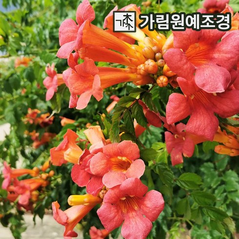 능소화나무 7치화분(키150cm) 개화주 묘목 가림원예조경, 3개