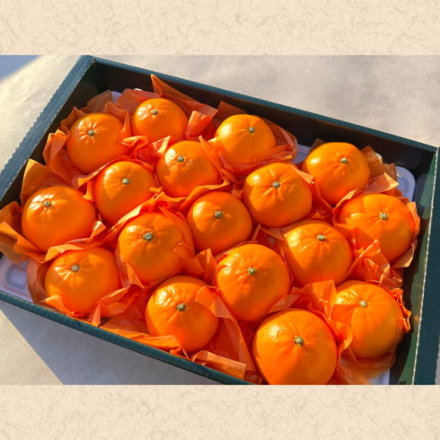 [2~3월 수확] 당도선별 산지직송 제주 천혜향, 1개, 10kg 못난이