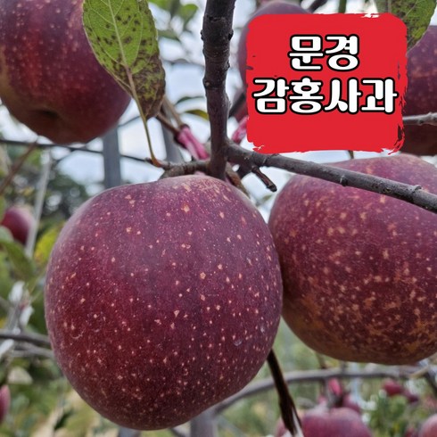 감홍 사과 문경감홍사과 경북감홍사과 최고당도 꿀사과 영주 선물용 가정용 흠과(못난이), 1박스, 5kg(문경 흠과 중소과 24과 내외)