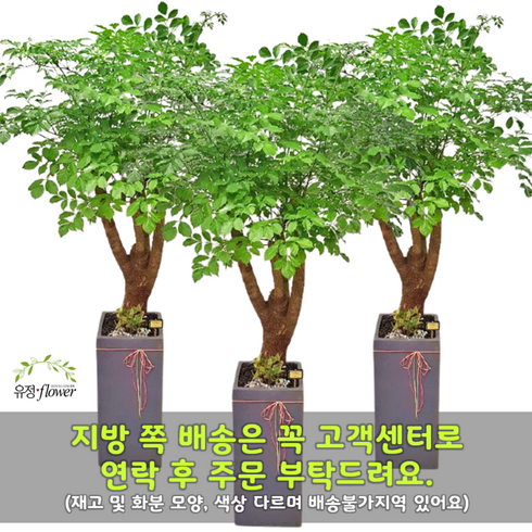 개업화분특대형오픈전국서비스 - 개업 축하 화분 특대형 전국 당일배송, 01. 해피트리, 1개