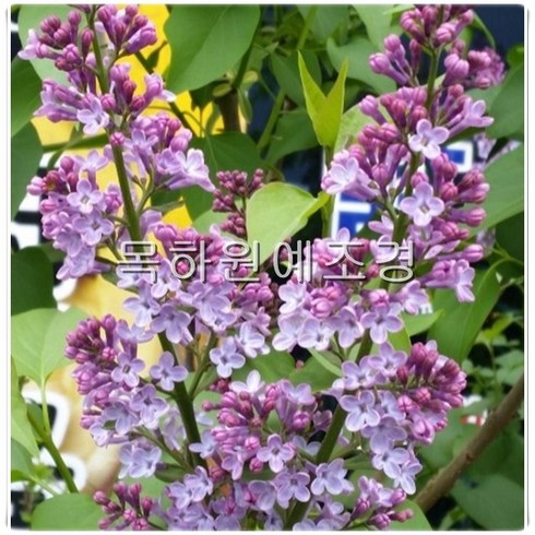 목하원예조경 라일락나무 묘목 개화주 포트묘