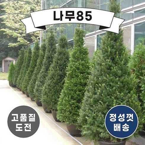 (나무85) 주목 실생3년 3치포트 (키 30cm내외), 20개