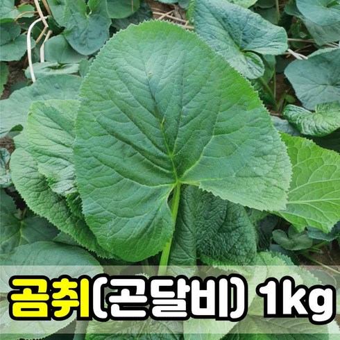 강원도곰취 곰취나물 양구곰취 곤달비 생곰취 취나물 곰취 곰취나물 500g 1kg 곰취장아찌, 양구곰취500g, 1개