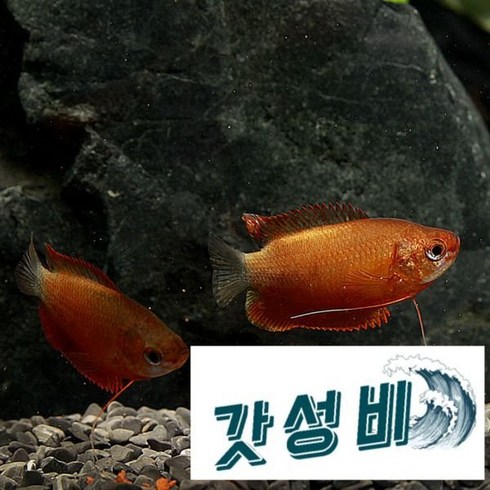 허니 구라미 2마리