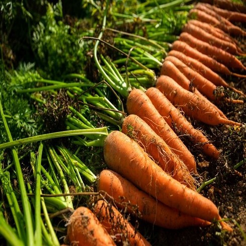 [한가득팜] 제주 햇 구좌당근 흙 당근 10kg, 구좌당근 중 10kg, 1개