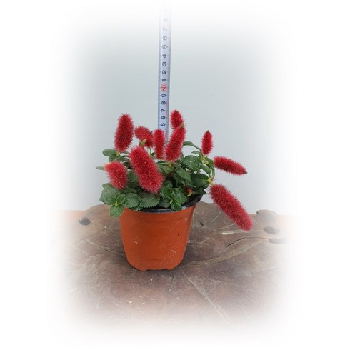 붉은여우꼬리풀 야생화 플랜테리어식물, 1개