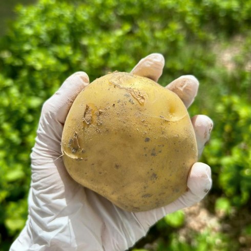 국내산 특등급 수미감자 3kg - 탐나유 국내산 수미 감자 햇감자, 찜용, 1박스, 3kg (대)