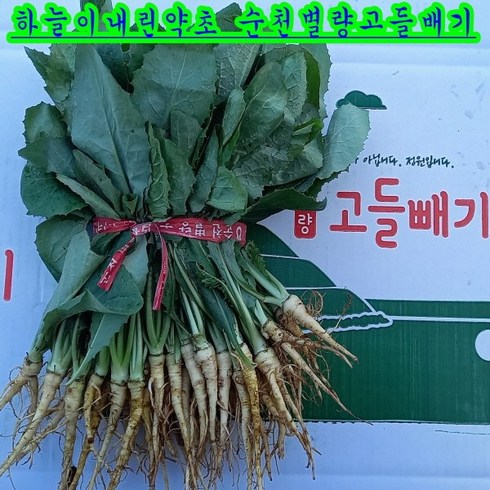 고들빼기 - 참농인고들빼기5단(하늘이내린약초), 1박스, 1.5kg