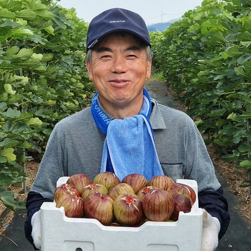 [산지직송] GAP 무화과 생무화과 영암무화과 청무화과 1KG, 홍 무화과 1kg, 1개