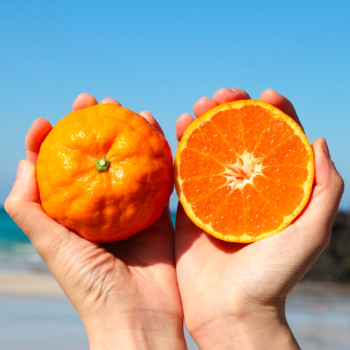 [제주농장직송] 특고당도 설국향 신비향 수라향, 1개, 가정용 3kg (17~20과 내외)