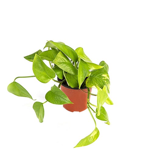 스킨답서스 - 그린테라피 실내공기정화식물 관엽 모종 미세먼지제거, 스킨답서스, 1개
