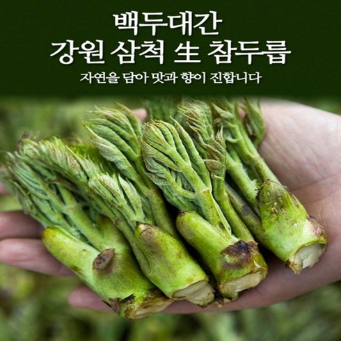 강원도 삼척 참두릅 500g / 1kg 택 / 두릅 두룹 봄나물 장아찌 / 4월 10일부터 발송, 1개