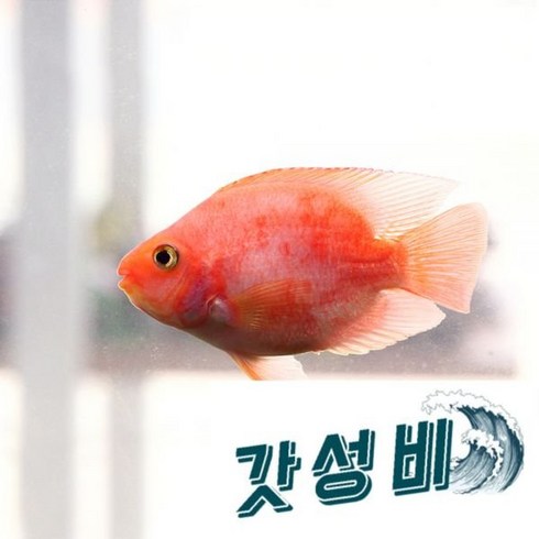 혈앵무 (색상 2마리), 2개