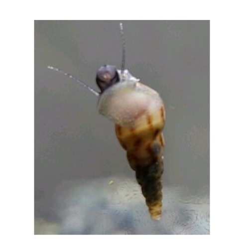 뾰족달팽이 - 뾰족달팽이 20마리, 1개