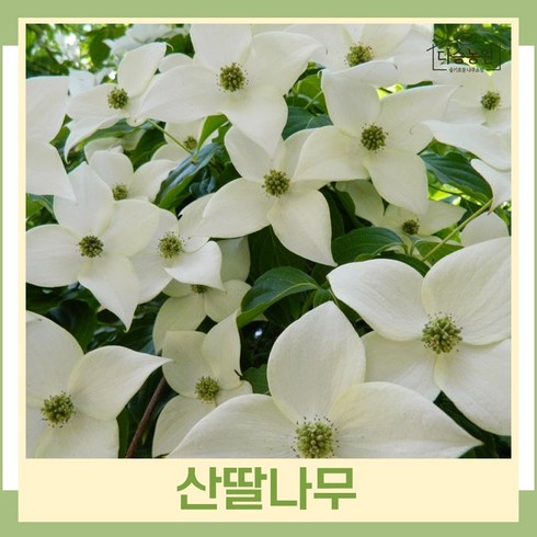 산딸나무 - 산딸나무 묘목 실생2년생 뿌리묘 5개