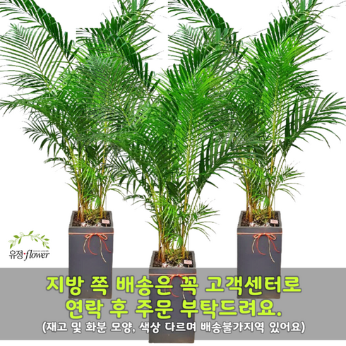 개업화분특대형오픈전국서비스 - 개업 축하 화분 특대형 전국 당일배송, 08. 아레카야자, 1개
