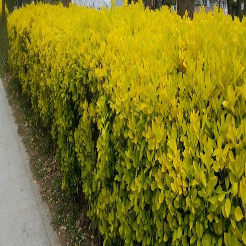 황금사철나무 - 황금사철나무 묘목 울타리 80cm (10주묶음), 1개