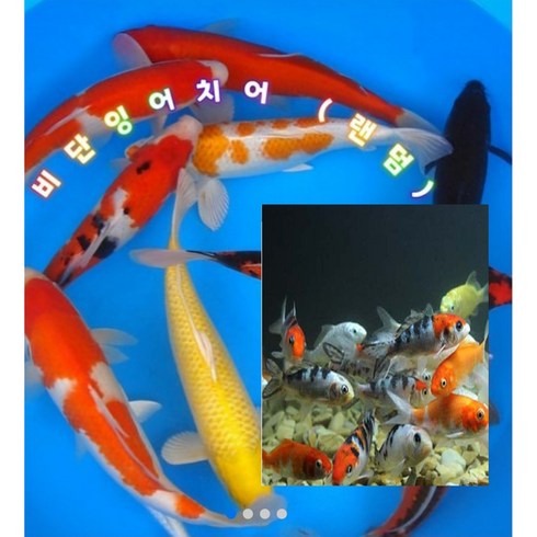 비단잉어 (혼합)5마리 (5cm), 1개