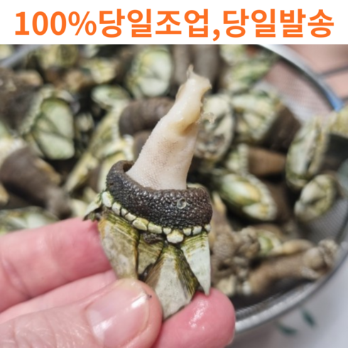 거북손 - [고니네농수산] 100% 자연산 당일채취 거북손, 1세트, 1kg