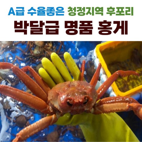 울진숙소 - 울진 후포리 프리미엄 자숙 박달 홍게, 소_400~450g, 4개