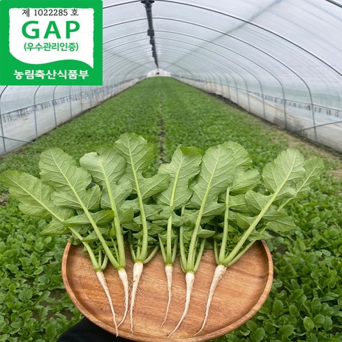 열무 - 청년농장 싱싱 포천 열무 4kg 당일수확, 1개