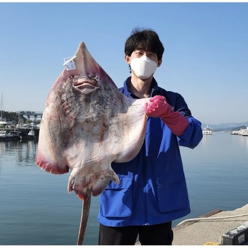 수협 인증 프리미엄 국산 흑산 홍어 250g 500g 1kg 무조건 사은품 (애 묵 무침 등) 증정, 강한숙성, 흑산홍어 1kg, 1개, 흑산홍어 1kg