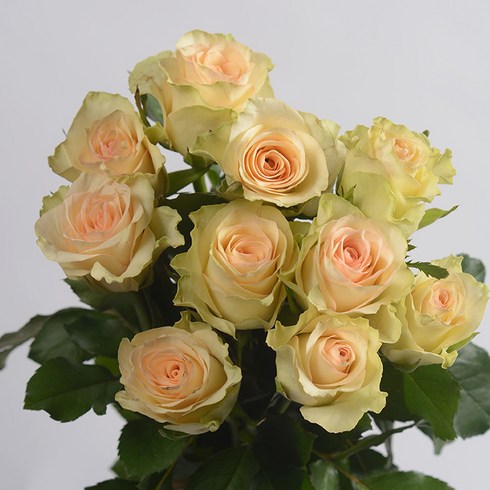 [로즈온리] 키위 장미 한단 생화택배, 1개