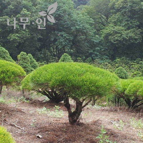 [나무인] 반송 둥근소나무 폭70~80Cm, 1개