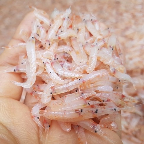 [싱싱해몰] 김장용 생새우1kg 김장새우 국내산 동백하 냉동, 1개