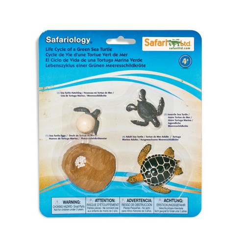 662316 푸른바다거북의성장과정 Life Cycle of a Green Sea Turtle, 1개