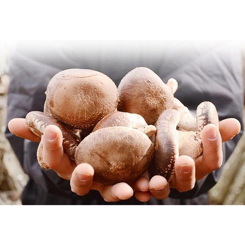 가을의 풍부한 맛과 건강을 담은 장흥표고버섯 프리미엄 세트