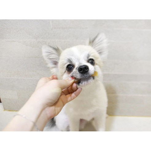 사랑하는 반려견을 위한 건강한 선택